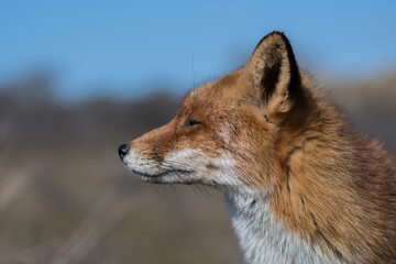 Red fox enjoys the sun, photographed in the dunes of the Netherlands.