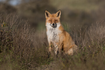 Red fox enjoys the sun, photographed in the dunes of the Netherlands.