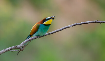 Bienenfresser - European bee-eater (Merops apiaster)