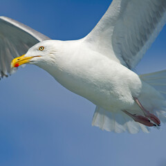 Up-close with a Herring Gull