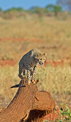 Fototapeta na wymiar Cheetah cub playing on the Savannah