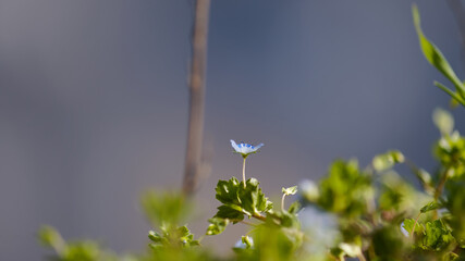 A violet in the sky.