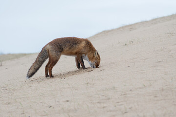 Red Fox is looking for his food supply that he had hidden underground. Which he also found after putting his head in the ground, photographed in the dunes of the Netherlands.