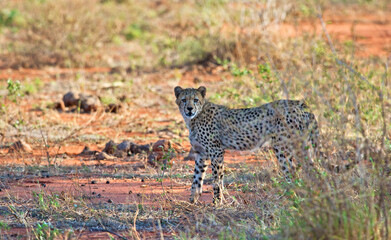 Cheetah in the grass