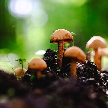 Toadstools and seedlings growing in soil
