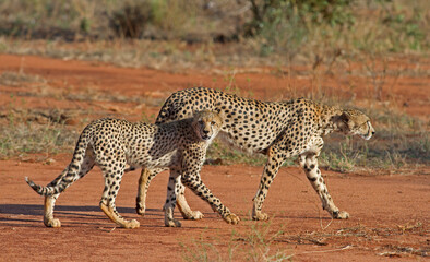 cheetahs on the savannah