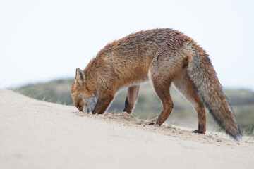 Red Fox is looking for his food supply that he had hidden underground. Which he also found after putting his head in the ground, photographed in the dunes of the Netherlands.