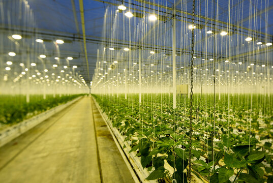 Growing bell peppers in modern dutch greenhouse, Zevenbergen, Noord-Brabant, Netherlands