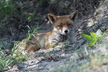Red fox is relaxing in the sand, photographed in the dunes of the Netherlands.