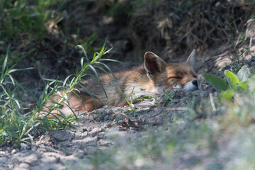 Red fox is relaxing in the sand, photographed in the dunes of the Netherlands.