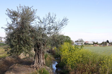 acequia y olivo
