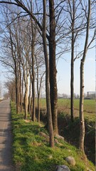 Fila di alberi ai bordi di una strada