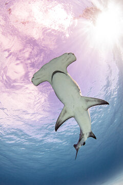Underwater view of great hammerhead shark swimming, low angle view, Alice Town, Bimini, Bahamas