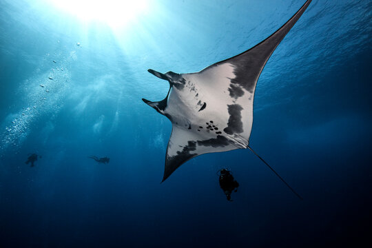 Imágenes de Mantarraya: descubre bancos de fotos, ilustraciones ...