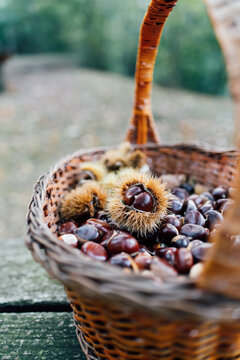 Basketful of chestnuts