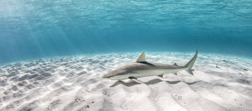 Underwater view of blacknose shark swimming over seabed, Alice Town, Bimini, Bahamas