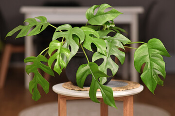 Tropical 'Rhaphidophora Tetrasperma' houseplant with small leaves with holes in black flower pot on coffee table