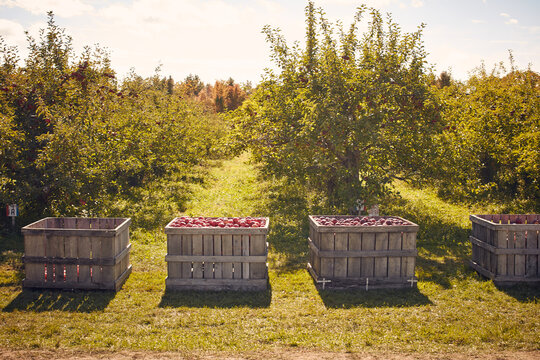 Crates of apples in orchard