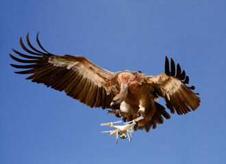 Nature versus Technology concept. Eagle attacking airborne drone against blue sky, digitally enhanced image
