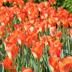 Orange blühende Tulpen im Frühling