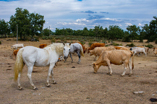 Horse white brown cows caddle milk eating grass filed nature blue sky dry green trees looking at camera animals healthy