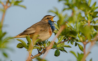 Blaukehlchen - bluethroat (Luscinia svecica)