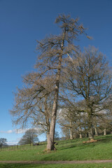 Obraz premium Small Brown Cones on the Bare Branches of a Deciduous Coniferous European Larch Tree (Larix decidua) on a Bright Sunny Winter Day in Parkland in Rural Devon, England, UK
