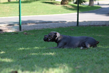 young pit bull dog in the park with plenty of grass and space to play. Lying and concentrating with the ball