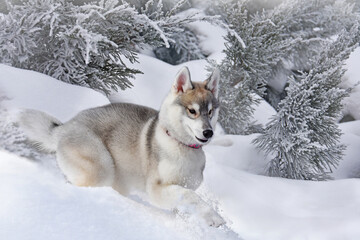 a small puppy of the Siberian Husky breed carefreely jumps through the snow-covered forest without fear of the cold 