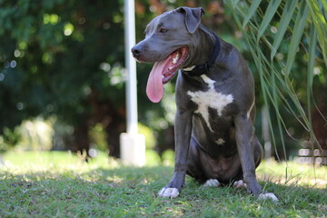 young pit bull dog in the park with plenty of grass and space to play
