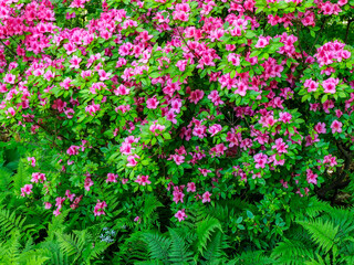 Azalea shrub with ferns in a garden.