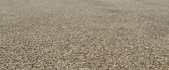 Auf einer Terrasse im Freien zum Trocknen ausgelegte Cashew Nüsse, in einer Nussfabrik in New Mangalore, Indien.