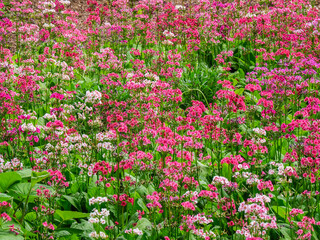 Fototapeta premium Very boggy quarry garden with giant Candelabra primroses, Primula x bulleesiana hybrid.