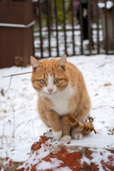 A ginger tabby cat sits outside on a snowy winter day. Cute pet close up.