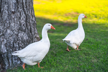 Pair of white geese walking on green grass