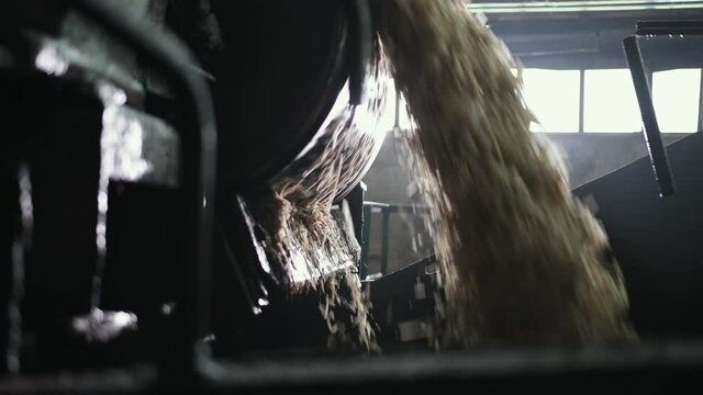 Sugar refinery, cossette beets on conveyor. The semi-finished product goes through production line. Chips fall the rotating drum