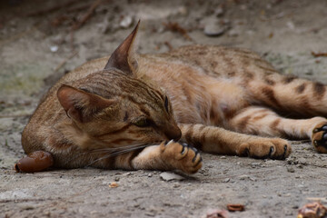 Horizontal photo of young adult cat. brown fur lays and rests outside, Kitten Front view of cute beautiful pet sleeping . animal outdoor nature background wallpaper photo