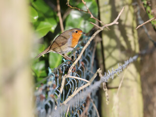Robin Perched on a Wire Fence Side Profile