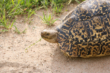 Wild african turtle in Tanzania