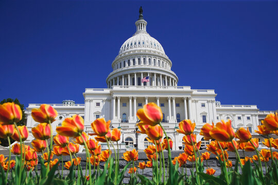 USA, Washington DC. Tulips bloom in front of Capitol Building.
