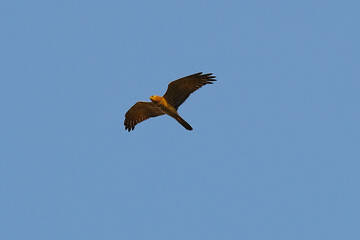 Pied Harrier