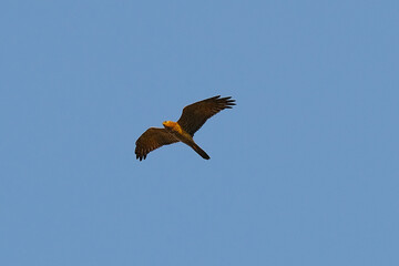 Pied Harrier