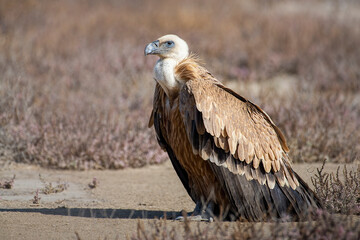Griffon Vulture..
