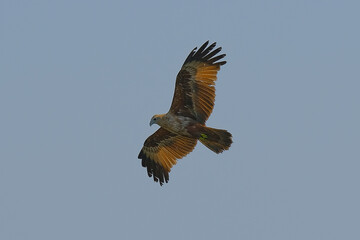 Brahminy Kite