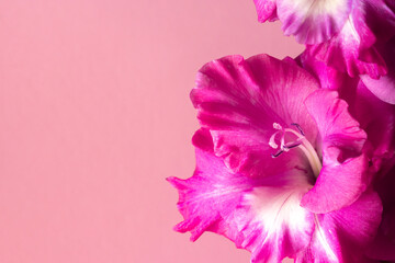 Lush pink inflorescence of gladiolus on a pink background. Beautiful cultivated flowers. Floral background with blank space