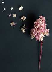Dried hydrangea inflorescence and flying away petals and flowers on a black background. The concept of the fragility of the world or freedom