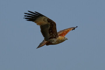 Brahminy Kite