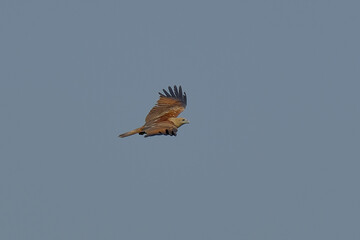 Brahminy Kite