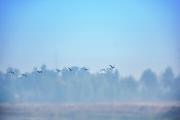 Birds flying in flocks freely in the blue sky in group in early morning.