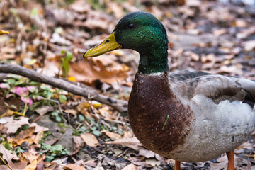 A wet mallard duck in autumn